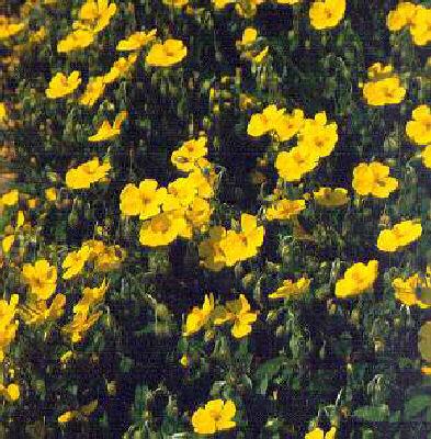 helianthemum stern