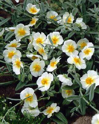 helianthemum the b