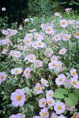 helianthemum wisle