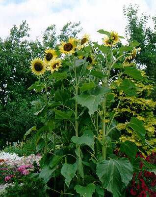 helianthus annuus 