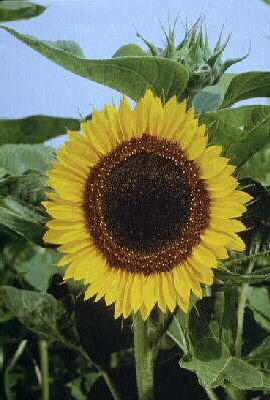 helianthus annuus giganteus