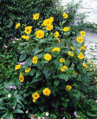 helianthus decapet