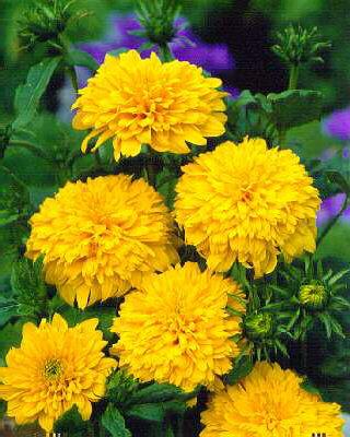 helianthus decapet