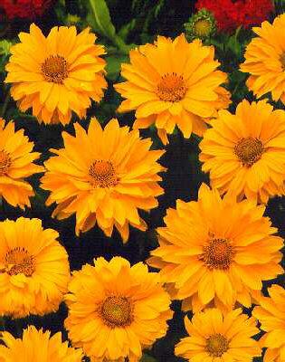 heliopsis helianth