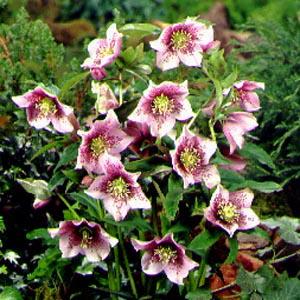 helleborus tricast