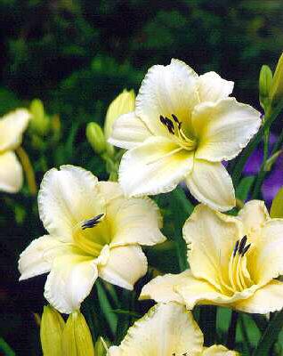 hemerocallis arcti