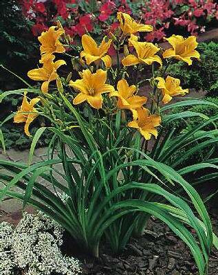 hemerocallis aten