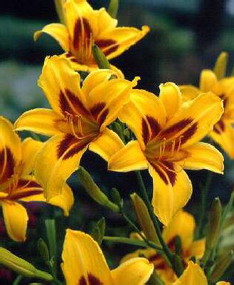 hemerocallis bonan