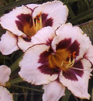hemerocallis canad