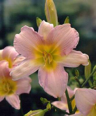 hemerocallis cathe