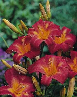 hemerocallis cherr