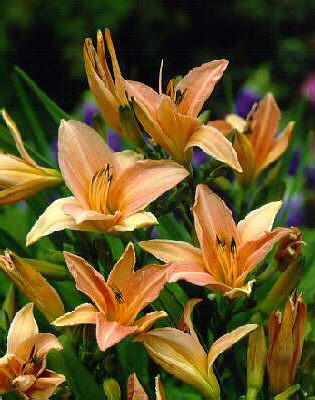 hemerocallis coral