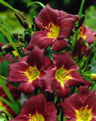 hemerocallis grape