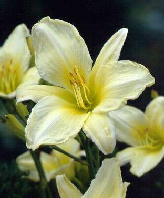 hemerocallis icecap