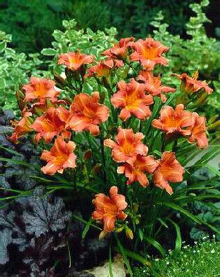 hemerocallis littl