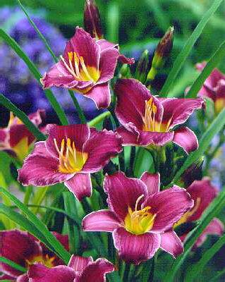 hemerocallis littl