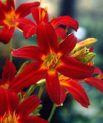 hemerocallis mabel