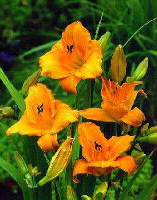 hemerocallis moune
