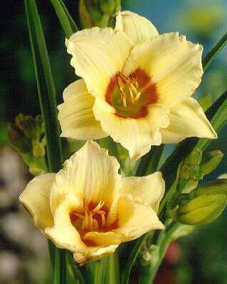 hemerocallis pando