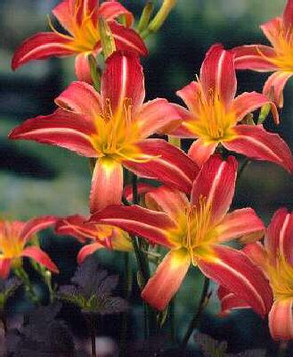 hemerocallis purpl