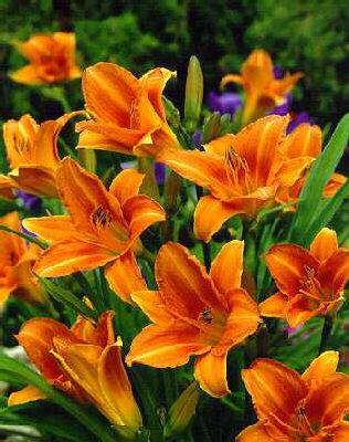 hemerocallis rocke