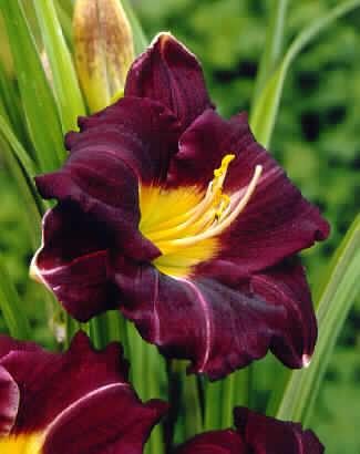 hemerocallis super