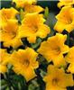 hemerocallis yello