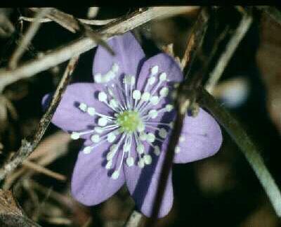 hepatica nobilis
