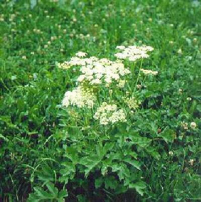 heracleum sphondylium