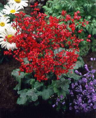 heuchera brizoides