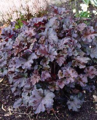 heuchera cappuccin