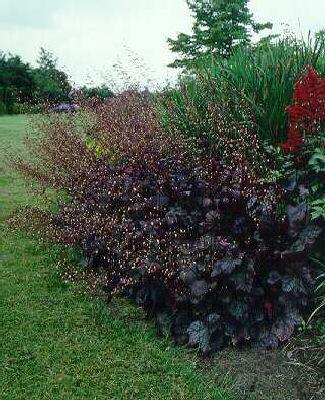 heuchera cascade d