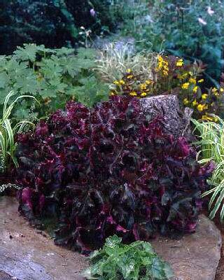 heuchera chocolate
