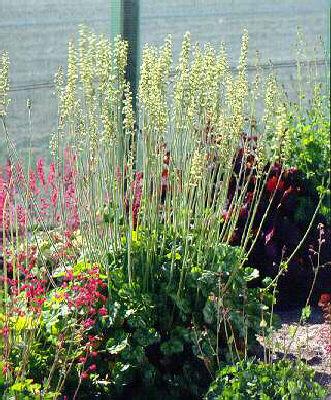 heuchera cylindrica greenfinch
