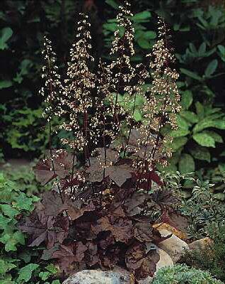 heuchera micrantha