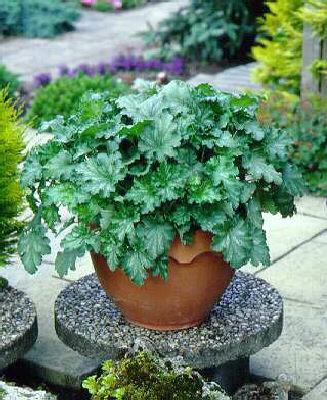 heuchera mint fros