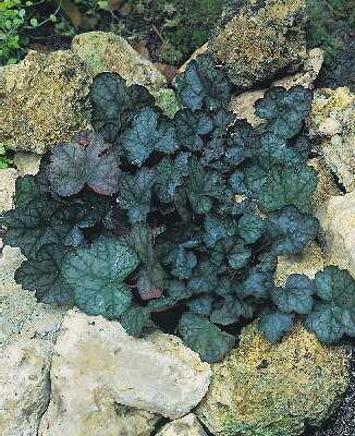 heuchera pewter mo