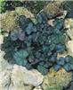 heuchera pewter mo