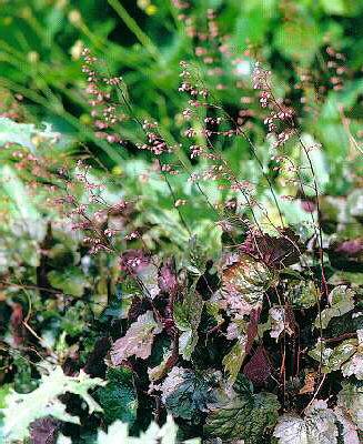 heuchera rachel