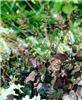 heuchera rachel