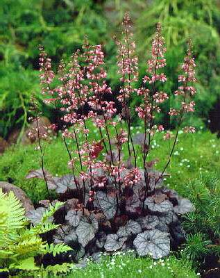 heuchera regina