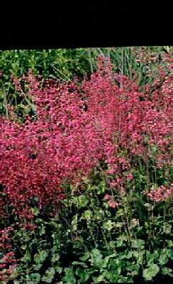 heuchera sanguinea