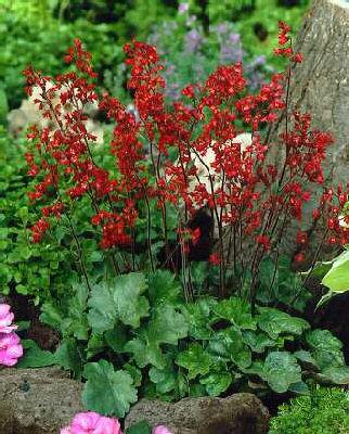 heuchera sanguinea