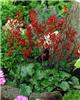 heuchera sanguinea