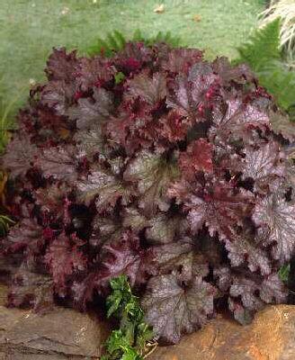 heuchera storm sea