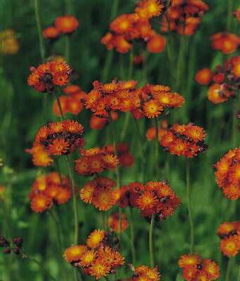 hieracium aurantia