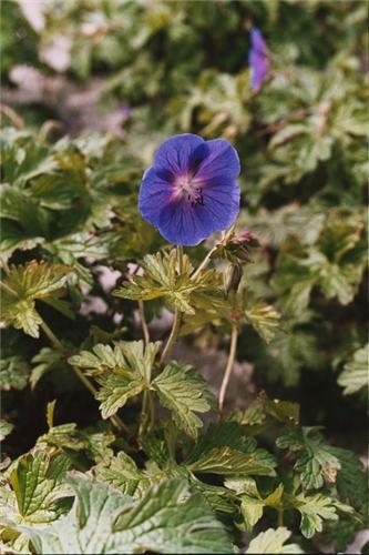 himalayenseGravete