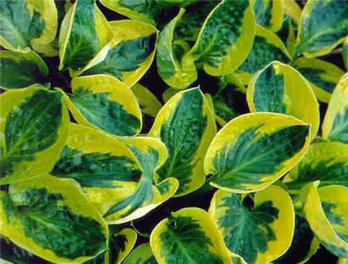 hosta carnival2
