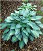 hosta june