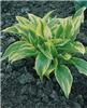 hosta montana aure